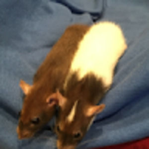 Meet your Posher, Lucille